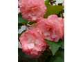 Pink begonias 1